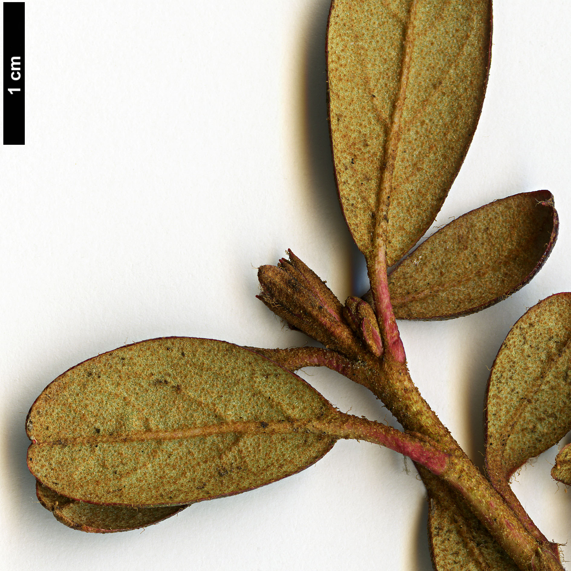 High resolution image: Family: Ericaceae - Genus: Rhododendron - Taxon: cephalanthum - SpeciesSub: subsp. cephalanthum Nmaiense Group High resolution image: Family: Ericaceae - Genus: Rhododendron - Taxon: cephalanthum - SpeciesSub: subsp. cephalanthum Nmaiense Group